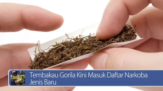 Daily TopNews hari ini akan menyajikan berita seputar tembakau gorila kini masuk daftar narkoba jenis baru dan kekurangan Indonesia hadapi pasar bebas ASEAN Seperti apa berita lengkapnya? Simak di sini yuk 