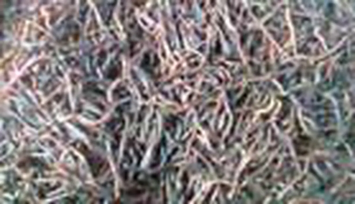 liputan6