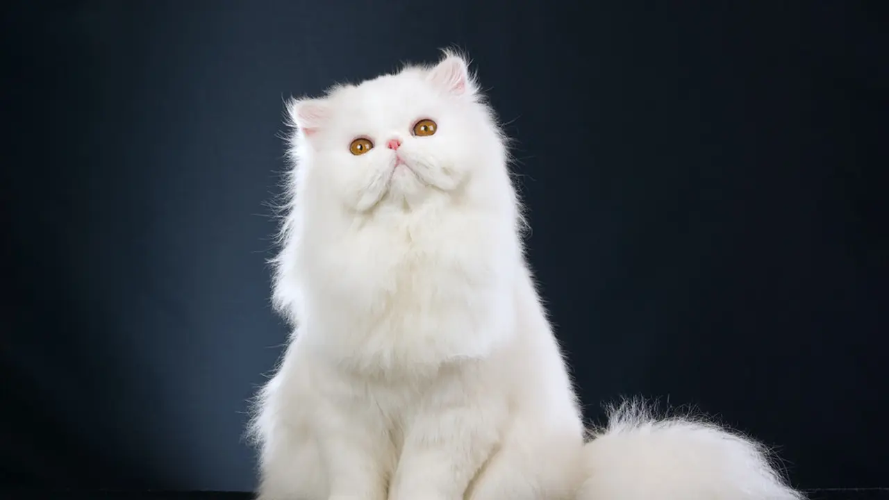 Kucing Persia