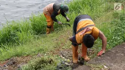 Petugas memotong rumput dengan arit di sepanjang bantaran Kanal Banjir Timur (KBT), Jakarta, Selasa (12/3). Tidak adanya mesin pemotong rumput menyebabkan para petugas melakukan perawatan rutin dengan alat seadanya. (Liputan6.com/Immanuel Antonius)