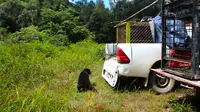 Petugas BBKSDA Riau melepasliarkan beruang madu yang sebelumnya masuk ke pemukiman warga di Kota Dumai. (Liputan6.com/M Syukur)