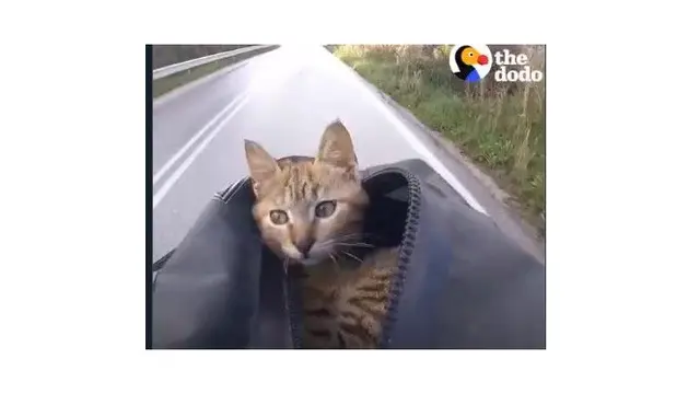 Kisah Pria Temukan Anak Kucing Saat Keliling Dunia Ini Bikin Salut