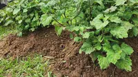Petani Bonebol Beralih ke Nilam, Lebih Menguntungkan Dibanding Jagung