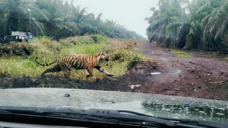 Harimau Sumatera yang memasuki perkebunan sawit berusaha lari dari kejaran petugas BBKSDA Riau