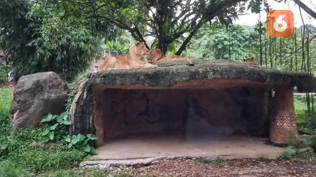 Ilustrasi Satwa, binatang, singa. (Liputan6.com/Tanti Yulianingsih)