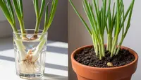 Daun Bawang di Air atau Tanah, Mana yang Lebih Cepat Tumbuh? Pahami Cara Menanam Cepat Panen
