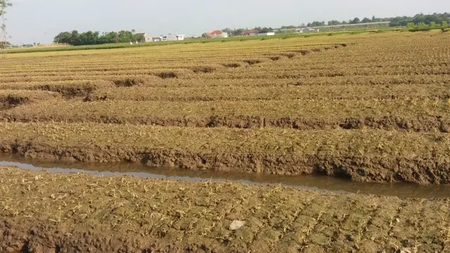 Bawang merah kadung membusuk, meski lahan sudah mengering. (Foto: Liputan6.com/Muhamad Ridlo)