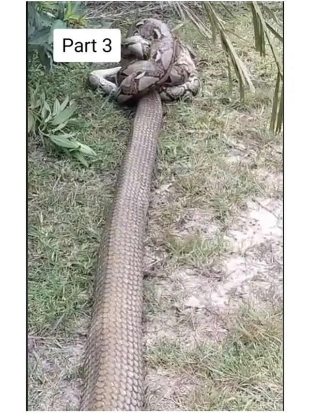Viral Pertarungan Ular King Kobra Raksasa dengan Piton di Kebun, Bikin Merinding