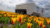 Theo, robot AI bekerja untuk memeriksa perkebunan tulip Belanda guna mencari bunga-bunga "yang mengidap penyakit" di Kota Noordwijkerhout, Belanda. (AP)