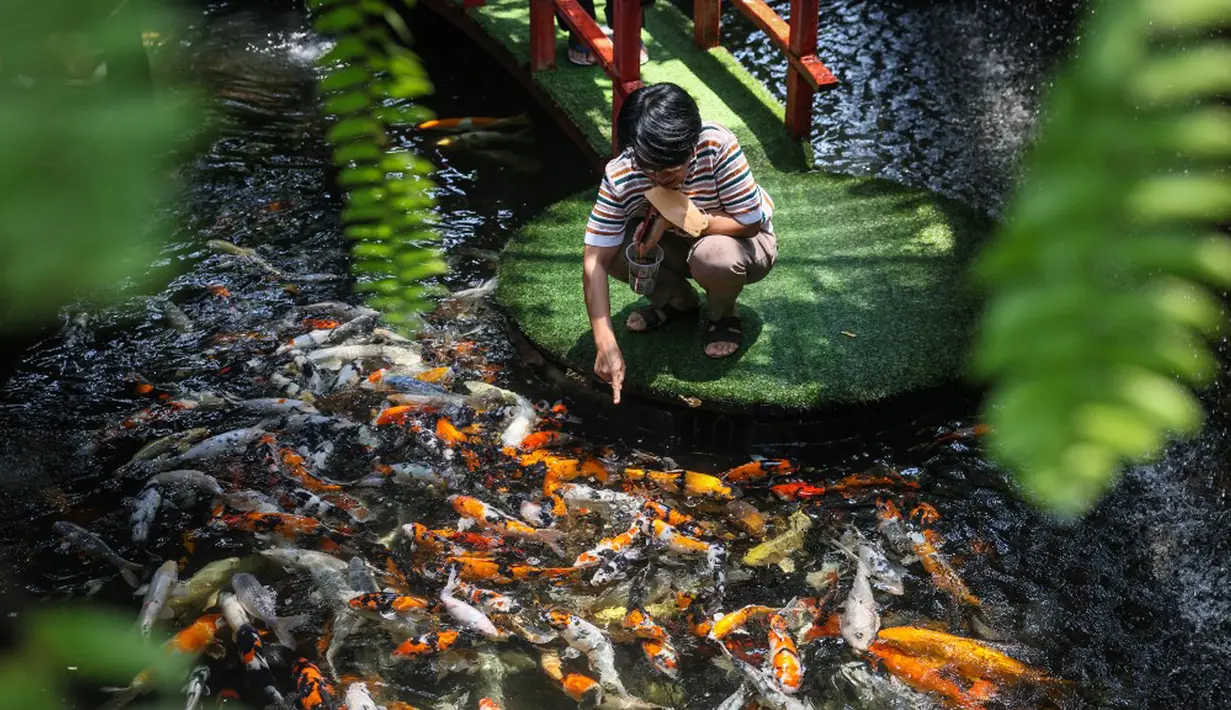 Seorang wanita memberi makan ikan mas di restoran bertema ikan di Chiang Mai, Thailand, Selasa (12/4/2022). (Jack TAYLOR/AFP)