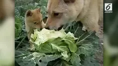 Beredar sebuah video yang menunjukkan dua ekor anjing sedang makan sayur kol. Warganet pun bereaksi dengan mengaitkannya dengan lagu viral 'Sayur Kol'.