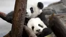 Panda kembar Meng Yuan dan Meng Xiang menjelajahi kandang mereka di Berlin Zoo, Berlin, Jerman, Rabu (29/1/2020). Meng Yuan dan Meng Xiang siap debut resmi mereka kepada publik pada hari Kamis. (AP Photo/Michael Sohn)