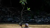 Peringatan Hari Bumi Sedunia 2026, Digelar Aksi Penanaman One Man One Tree