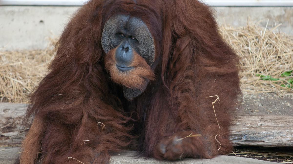 29 November 1961: Enos, Simpanse Pertama yang Mengorbit Bumi dalam Misi Merkurius AS