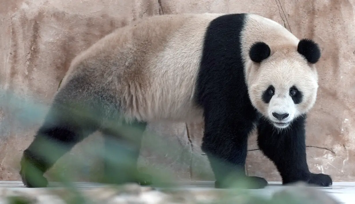 Suhail, panda jantan yang dikirim oleh China ke Qatar sebagai hadiah untuk Piala Dunia, berjalan di dalam kandangnya di Rumah Panda di Al Khor Park, dekat Doha, Rabu (19/10/2022). Kedua panda tersebut akan dikarantina setidaknya selama 21 hari sebelum pengunjung diizinkan untuk melihatnya. (AP Photo, Lujain Jo)