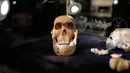Ilmuwan mengatakan telapak dan pergelangan tangan, serta kaki dari Homo naledi mirip dengan manusia modern, namun ukuran otak dan bagian atas tubuh mirip manusia purba mula-mula, Afsel, Selasa (9/5). (AFP/GULSHAN KHAN)