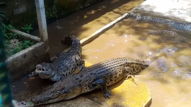 Buaya di penangkaran Dawuhan Kulon, Kedungbanteng, Banyumas. (Foto: Liputan6.com/Muhamad Ridlo)