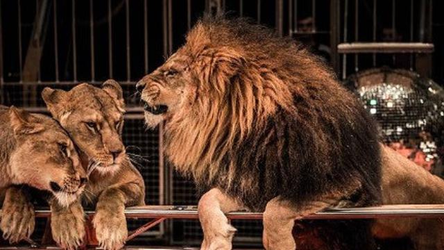 Bertahun-tahun Tersiksa di Sirkus, Harimau dan Singa di Guatemala Akhirnya Bebas 