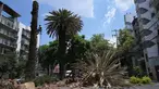 Pekerja dari Menteri Lingkungan Hidup memangkas pohon palem yang terserang wabah di Mexico City pada 10 Agustus 2023. (RODRIGO ARANGUA / AFP)