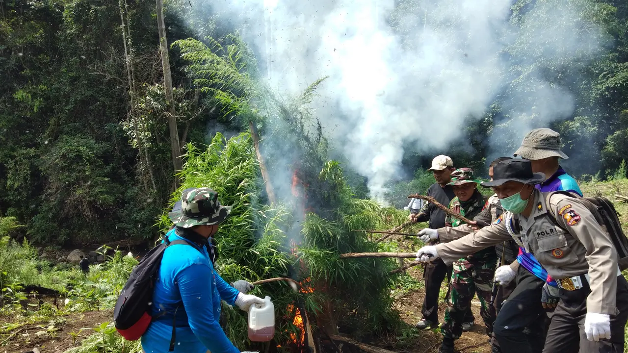 ladang ganja