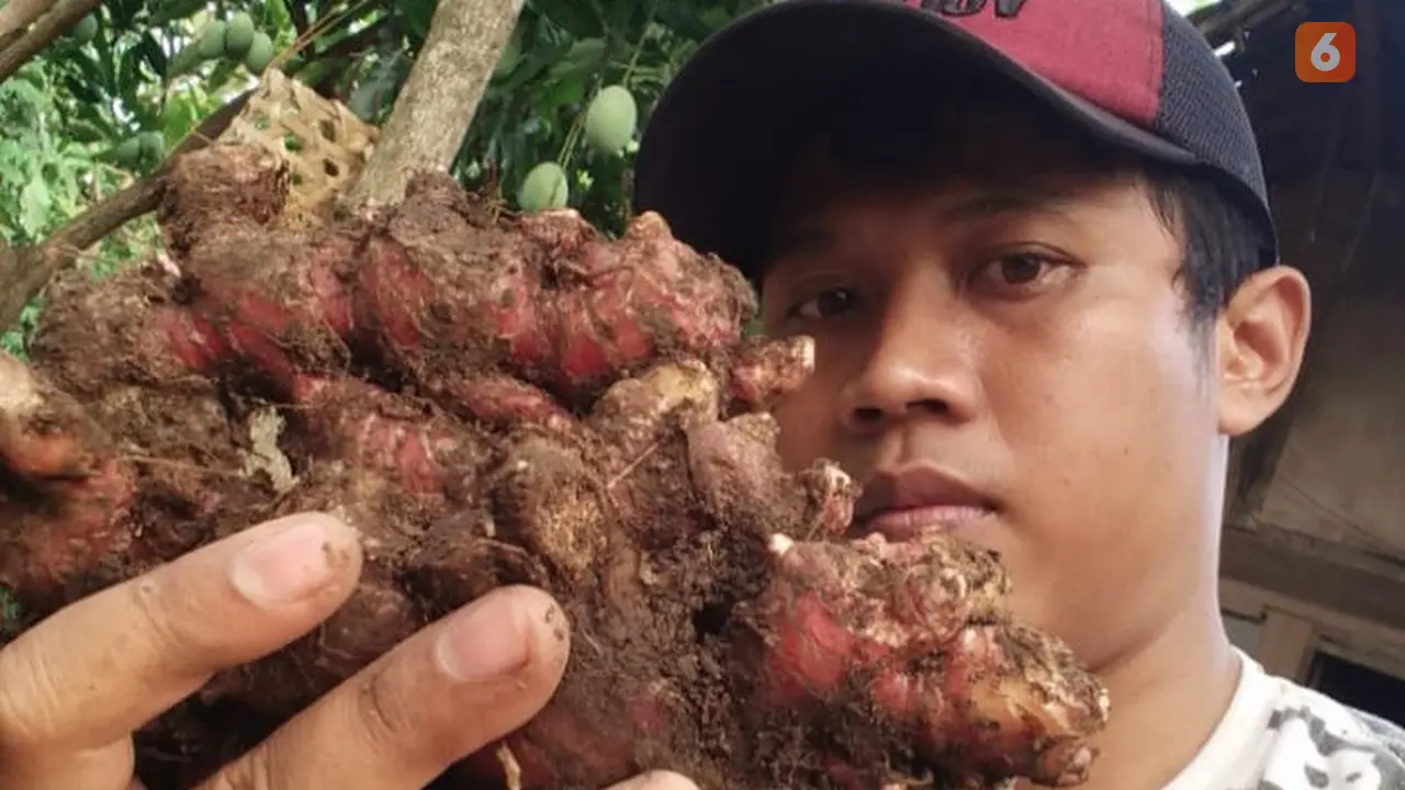 Tanam Jahe Merah Jadi Inisiatif Untuk Memberdayakan Para Pemuda Jadi Petani di Tengah Pandemi Covid-19 (Liputan6.com/Ahmad Adirin)