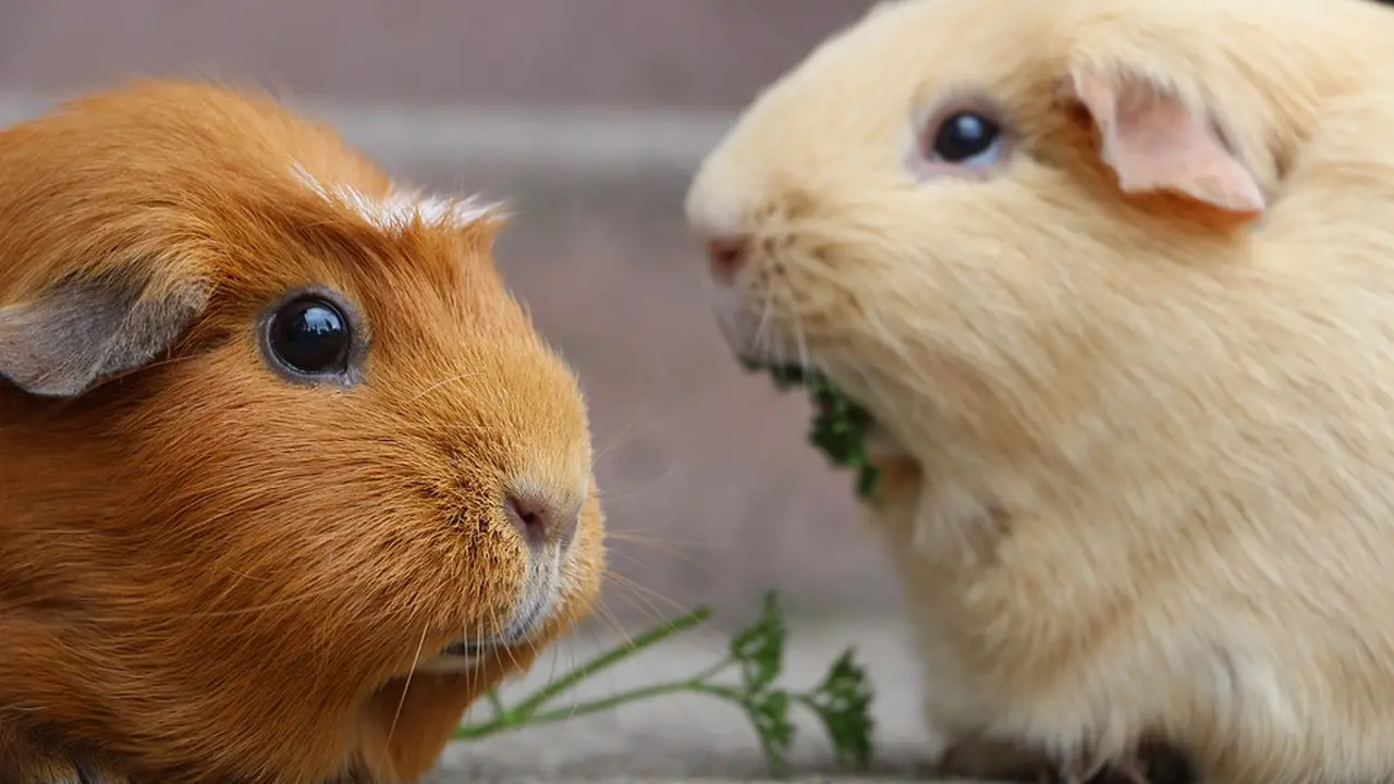 Ilustrasi Guinea Pig