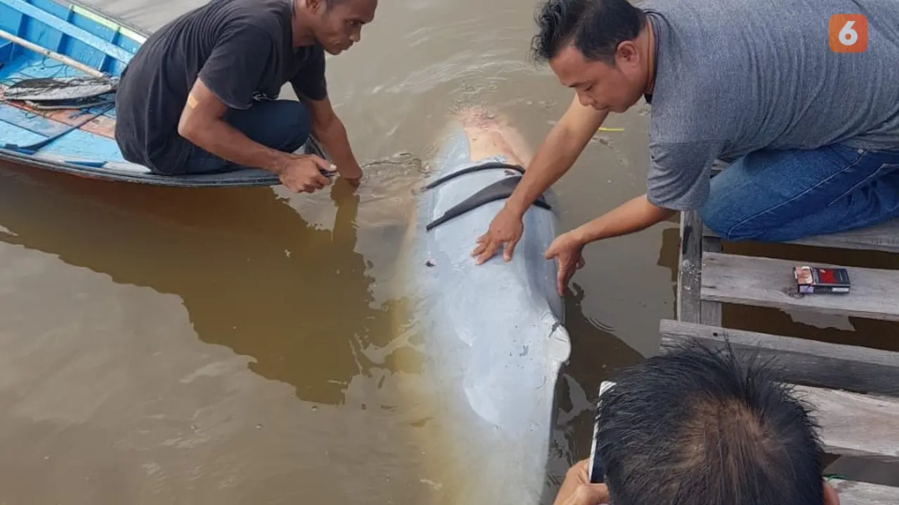 Pesut Mahakam Mati