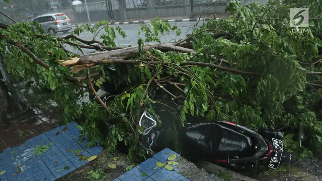 Pohon Tumbang di Jakarta