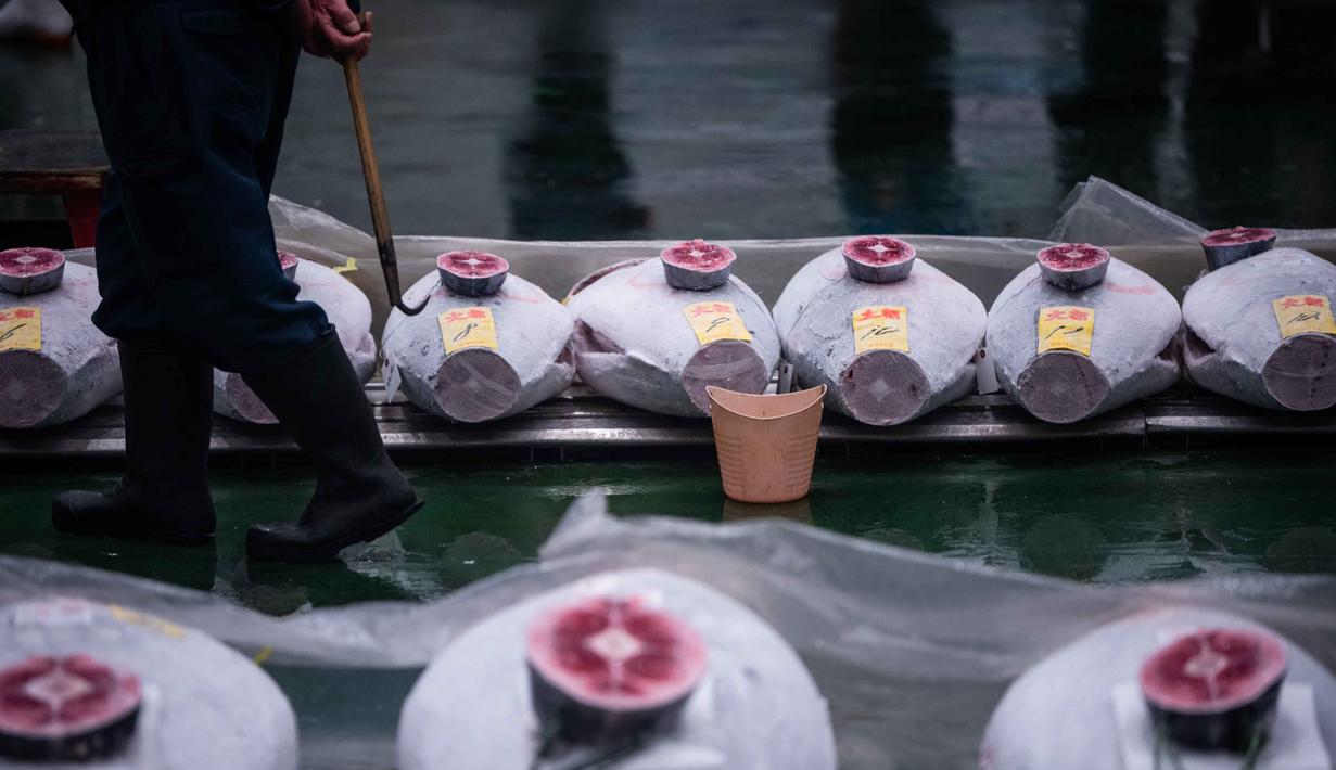 Spesies yang terancam punah ini bermigrasi melintasi semua samudra, dapat memiliki berat 1.500 pon dan panjang mencapai 10 kaki. Tampak dalam foto, para pedagang grosir memeriksa tuna beku di lelang tahunan “Tahun Baru” di pasar ikan Toyosu di Tokyo, Senin, 5 Januari 2026. (AP Photo/Louise Delmotte)