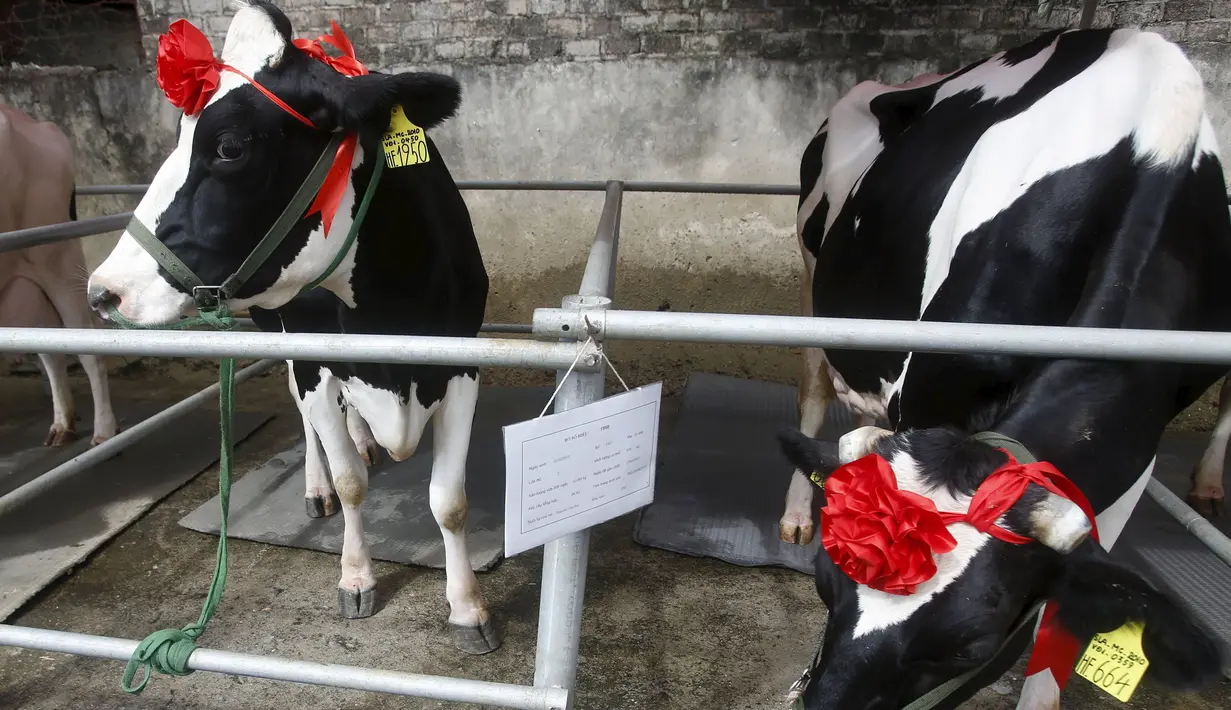 Sapi - sapi diberikan makan selama berlangsungnya kontes kecantikan Sapi yang diseleggarakan di Moc Chau, Vietnam, Kamis (15/10/2015). Pemilihan pemenang ditentukan dengan berat, tinggi dan hasil susu yang banyak.  (REUTERS/Kham)
