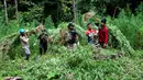Anggota Badan Narkotika Nasional (BNN) memusnahkan tanaman ganja saat penggerebekan pada jalur hutan di Lamteuba, Provinsi Aceh, 18 Mei 2022. (CHAIDEER MAHYUDDIN/AFP)