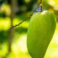 Ilustrasi Mangga (pixabay.com)