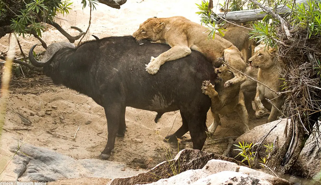 Kerbau tua tersebut tampak tak menyerah meski kawanan singa kelaparan berupaya keras memangsa tubuhnya, di Londolizi Game Reserve, dekat Taman Nasional Kruger, Afrika, Kamis (23/7/2015). (Dailymail)