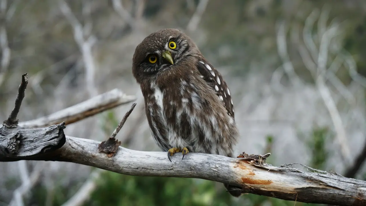 burung hantu