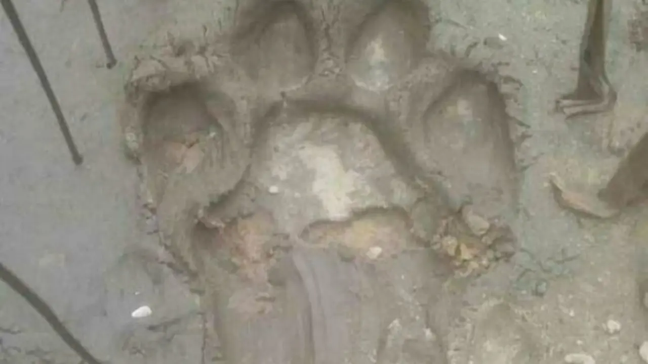 Jejak harimau sumatra yang ditemukan petugas BBKSDA Riau di Kabupaten Kampar.