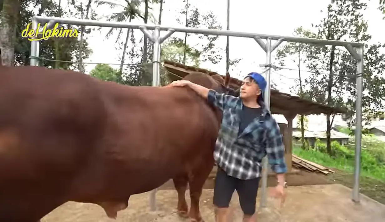 Sebelum deal dan dibayar, sapi jumbo bernama Golden tersebut diukur terlebih dulu. Sapi tersebut dengan panjang 270 cm, tinggi sampai punuk 170 cm. [Youtube/deHakims channel]