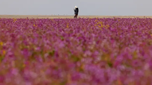 Gurun Pasir di Arab Saudi Berubah Jadi Padang Bunga Lavender
