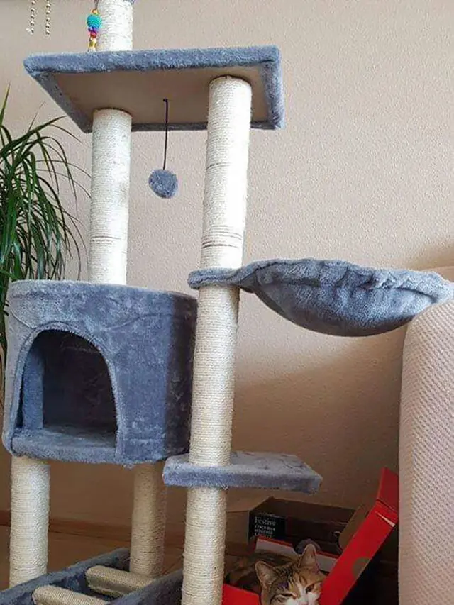 kucing tidur di tempat tak semestinya