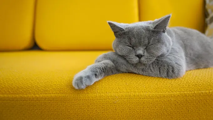 Dari Siaga sampai Santai Maksimal, Yuk Ketahui Suasana Hati Si Kucing dari Posisi Tidur