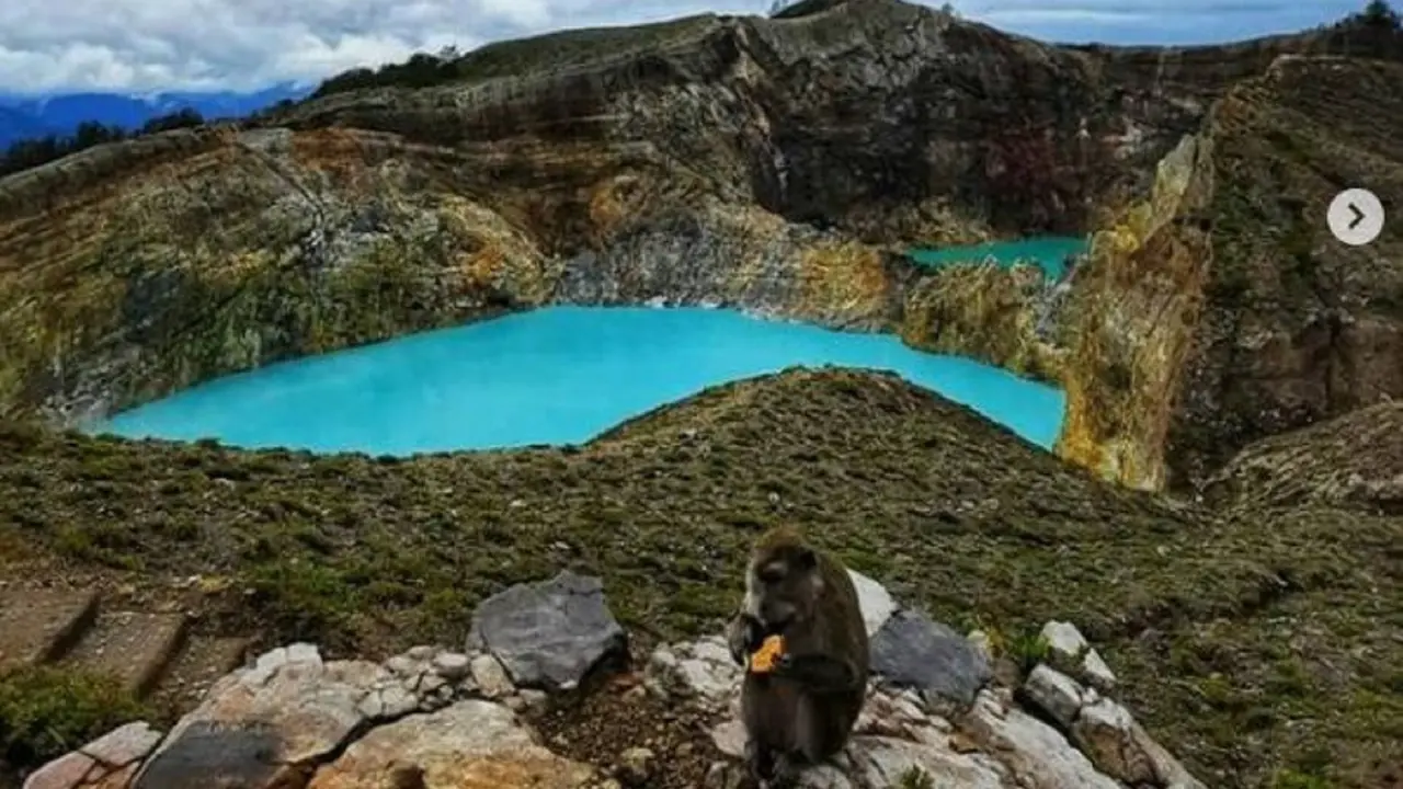 Monyet ekor panjang