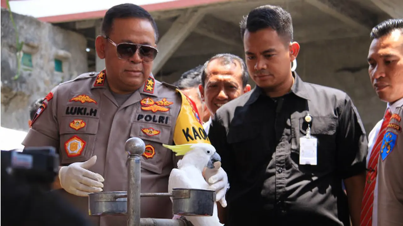 Burung Kakaktua Genit Milik Nenek di Jember