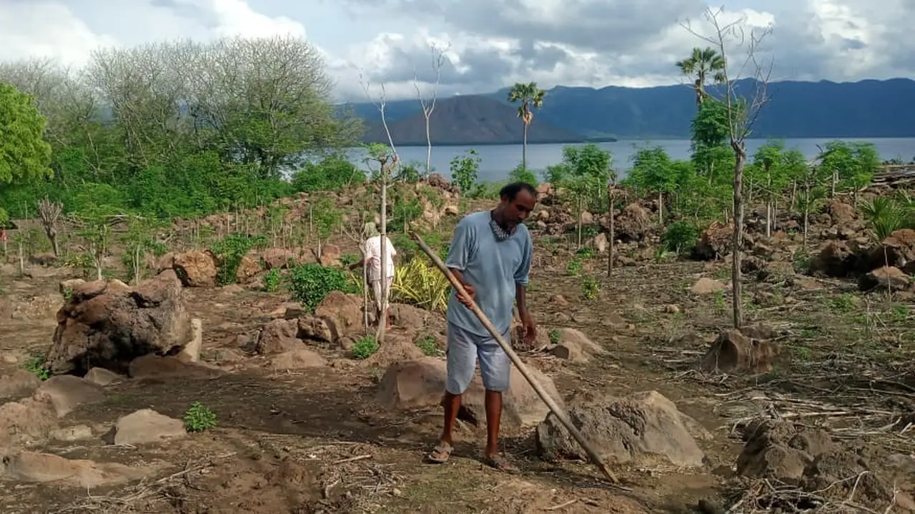 Mama Sopia Peni bersama sang suami sedang menanam di kebunmereka berdekatan dengan gunung api ili lewotolok di Desa Lamawolo, Kecamatan Ile Ape Timur, Kabupaten Lembata. (Liputan6.com/Dionisius Wlibardus)