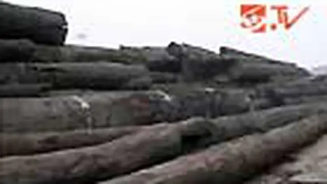 LSM: Papua Lokasi Favorit Pelaku Pembalakan Liar