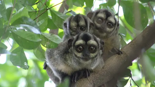 Night Monkeys