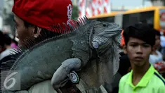 Pencinta reptil yang tergabung dalam Reptile dan Amphibian Community menampilkan beberapa hewan reptil mereka di Car Free Day, Jakarta, Minggu (23/8/2015). Kehadiran mereka menarik perhatian warga yang sedang menikmati CFD. (Liputan6.com/Johan Tallo)