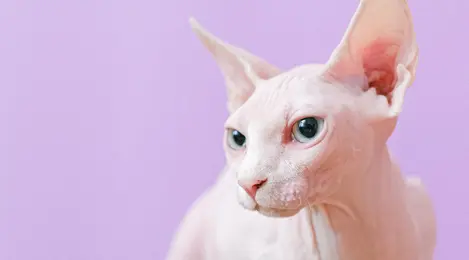 Mengenal Jenis Kucing Populer yang Menggemaskan dan Banyak Dipelihara - Lifestyle Fimela.com