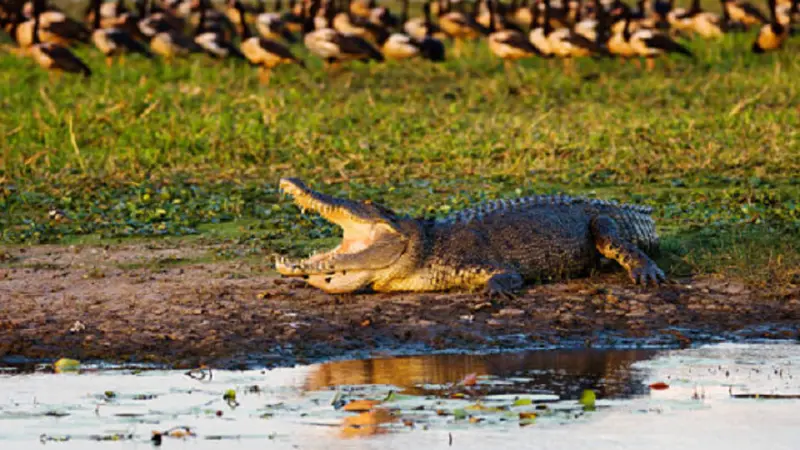 Ilustrasi buaya menganga (iStock)