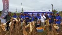 PT Pupuk Kalimantan Timur (Pupuk Kaltim) melalui program Demonstration Plot (Demplot) berhasil meningkatkan produktivitas jagung pipil di Desa Mansapa Kecamatan Nunukan Selatan, Kabupaten Nunukan Kalimantan Utara.