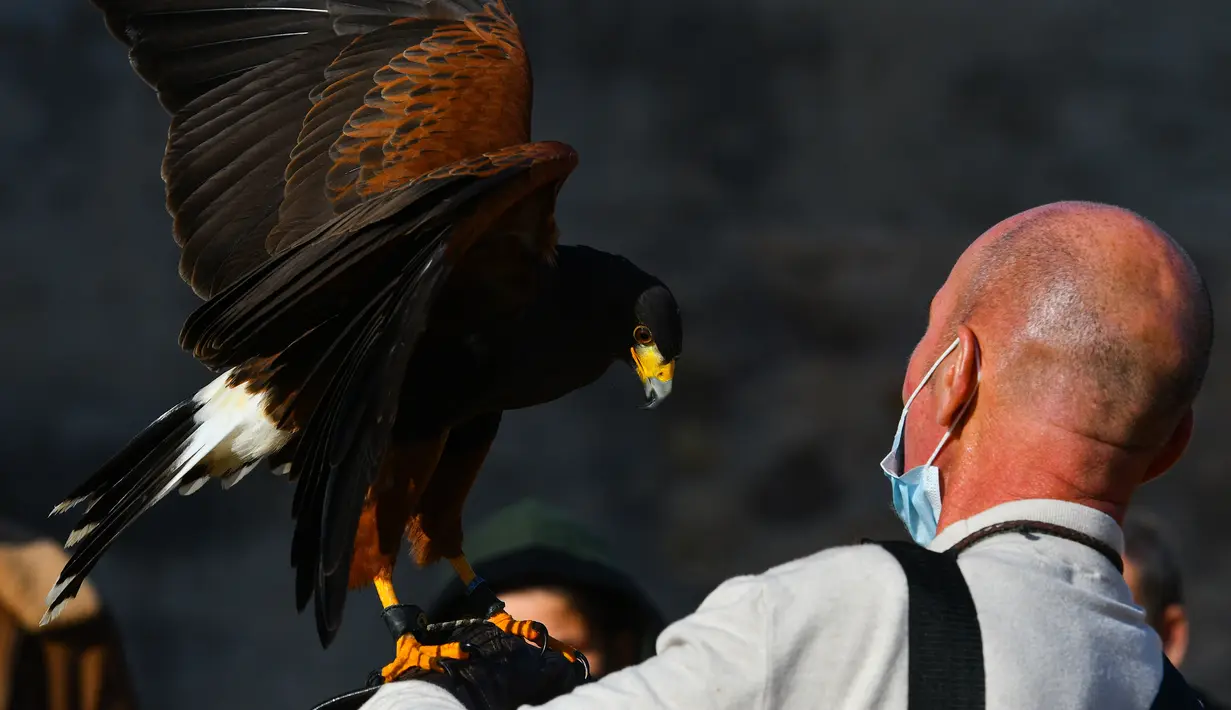 Pawang beserta burung elang harris peliharaannya berpartisipasi dalam acara demonstrasi berburu menggunakan burung elang di Wied iz-Zurrieq, Malta, 22 November 2020. Acara ini dicetuskan oleh International Association for Falconry dan Conservation of Birds of Prey. (Xinhua/Jonathan Borg)
