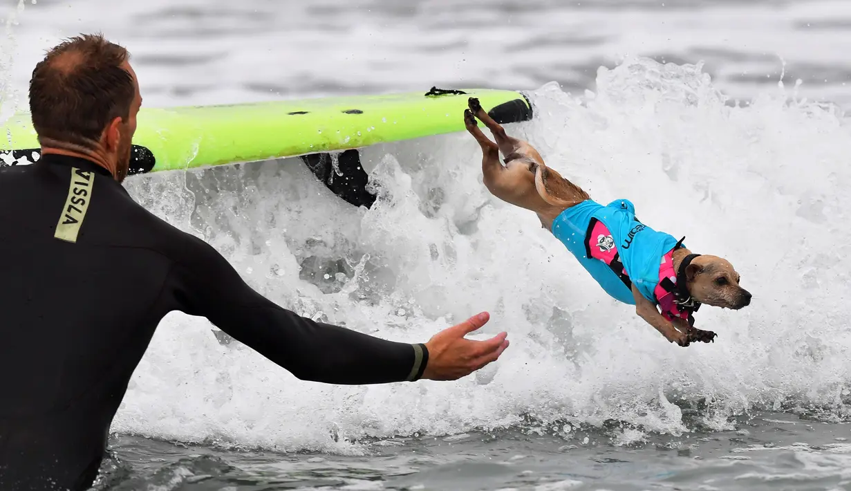 Seekor anjing melompat dari papan seluncurnya saat kompetisi tahunan City Surf Dog di Huntington Beach, California, Sabtu (29/9). Para anjing peserta yang dipandu pemilik mereka diberi kesempatan menunjukkan kebolehan berselancar. (AFP/Frederic J. BROWN)